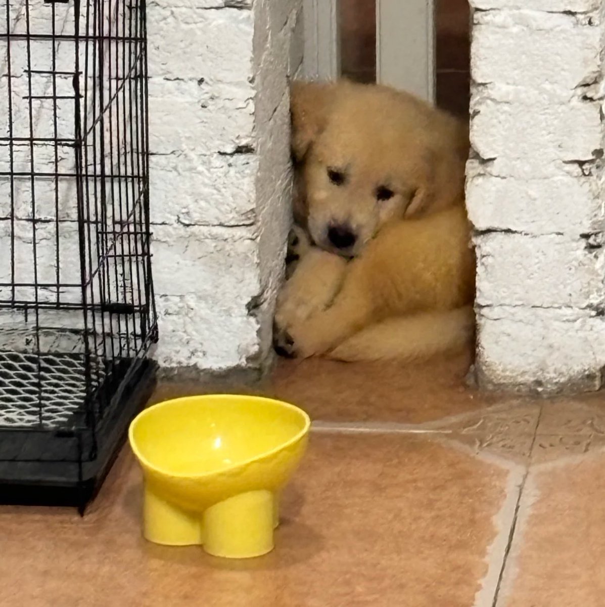 dogonboo's tweet photo. ไม่มีข้าวในฉามด้วยส้ำ https://t.co/YItQGsZDac