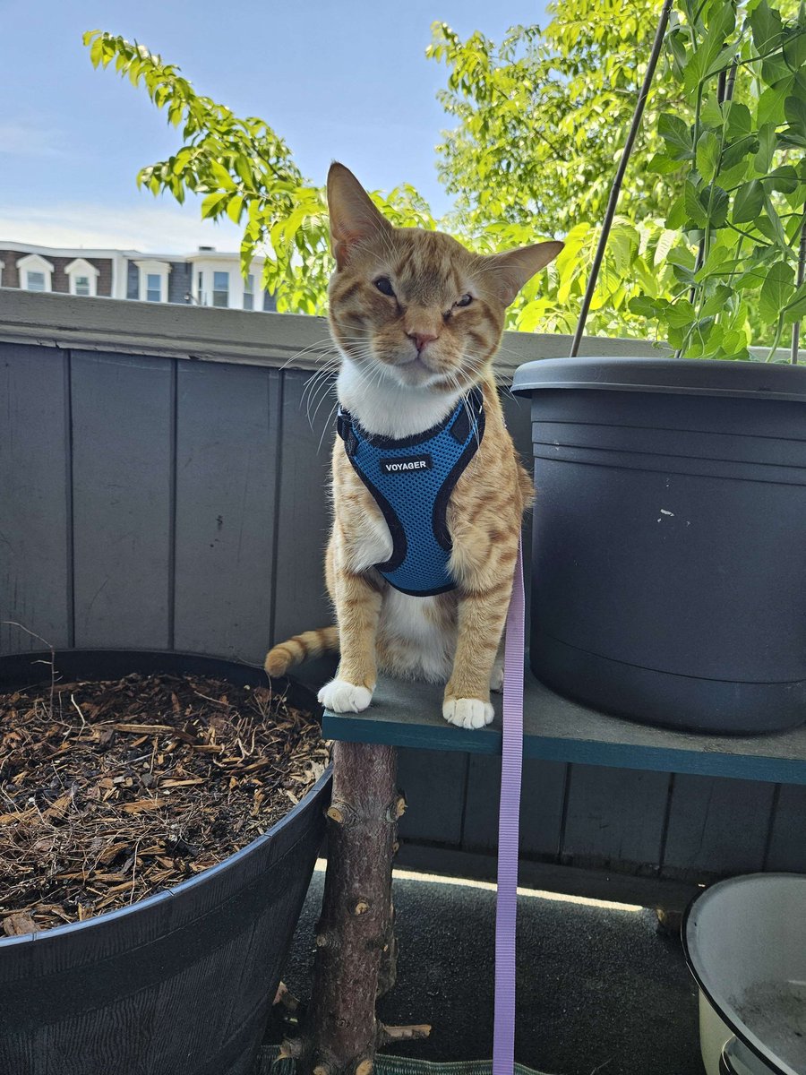 I did not grow into my ears 😸