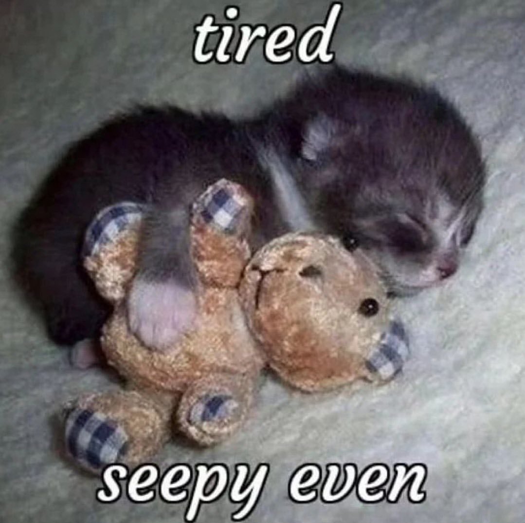 smol silly cat tweet media