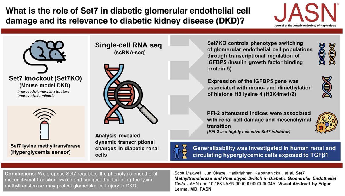 SamElOsta1's tweet image. What is the role of Set7 methyltransferase in diabetic glomerular endothelial cell damage in diabetic kidney disease?

This study shows Set7 regulates the mesenchymal to endothelial phenotypic switch.

journals.lww.com/jasn/fulltext/…