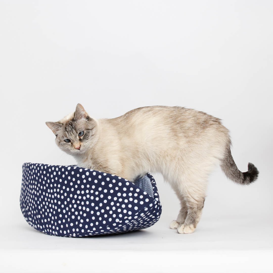 TheCatBall's tweet photo. @NHSCats Let her attitude determine her new name! https://t.co/WDCzUHzxlN