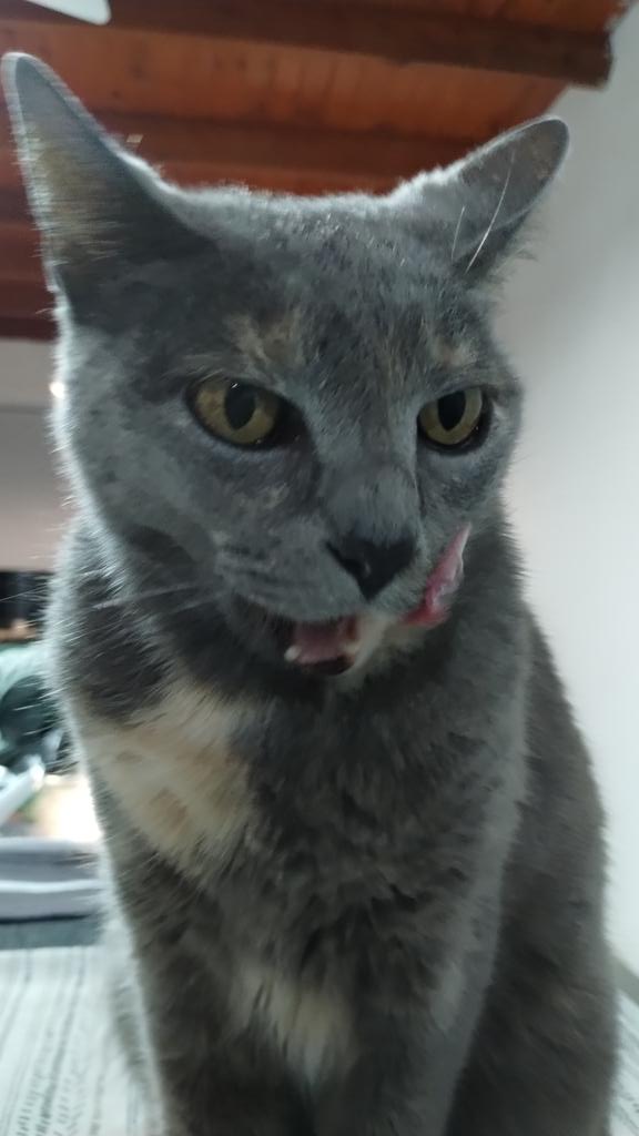 ZarateAnahi1's tweet photo. Indignado Ignacio porque "ahora cría vacas para que coman los gatos"
El gato en cuestión 👇🏻
Reina Ela 👑 relamiéndose después de su bife 😂 https://t.co/ojbcNLIfFL