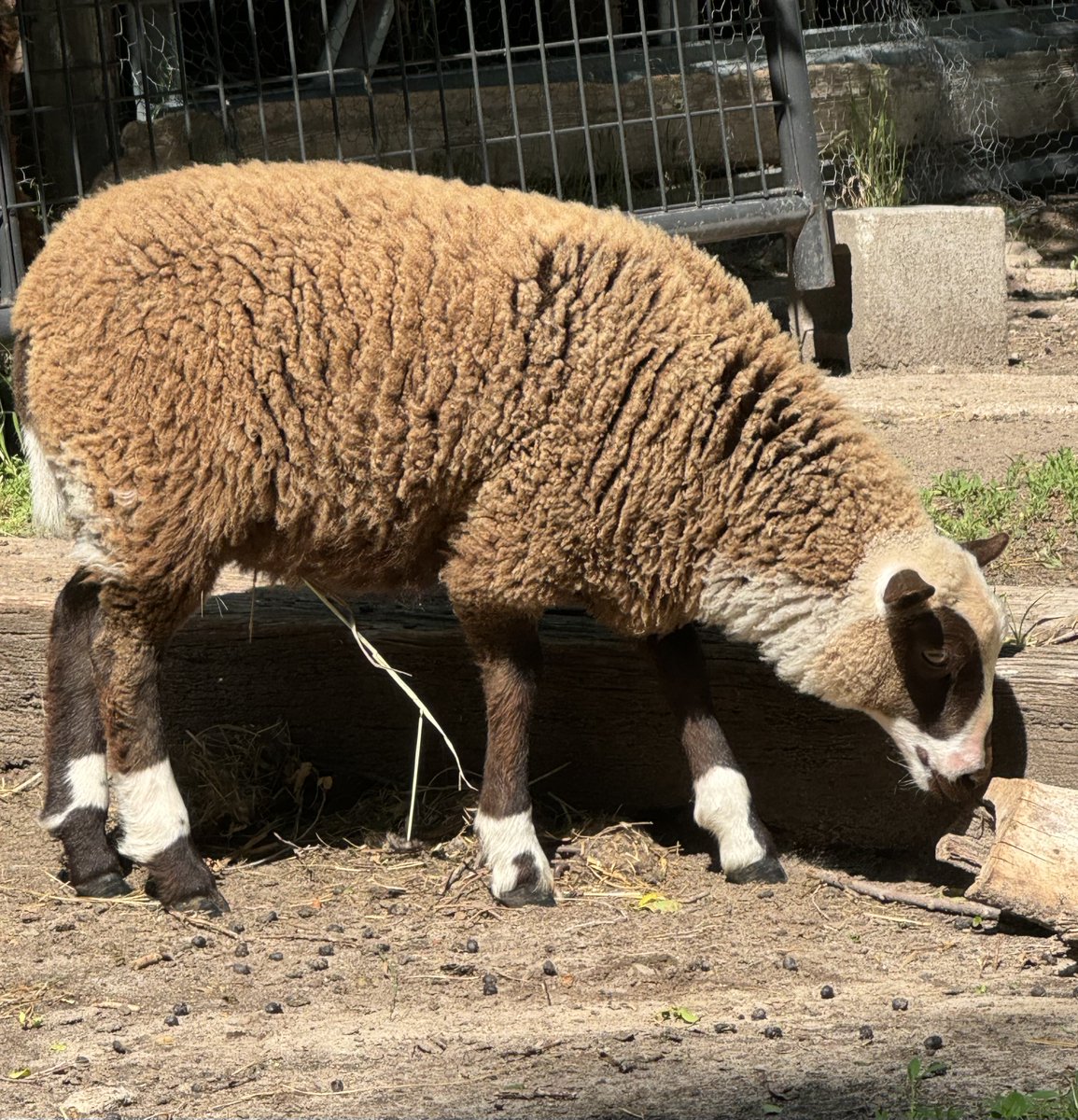 RobinChinnow's tweet photo. This is Hollywood, a Shetland Ewe Lamb. #hylandacres https://t.co/N0NvZZepLj