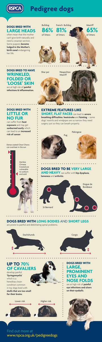 _bluesclues49's tweet photo. This is an infographic from an article called "Pedigree dogs health problems"  and it talks about different issues of dog breeding #UCanimals https://t.co/7touGbkJot