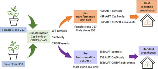 Using heat-induced FT overexpression, we accelerated floral phenotypes assessment in CRISPR knockout poplars. #PlantGenetics #CRISPR #PoplarResearch @OxfordJournals 
Detail:doi.org/10.1093/hr/uha…