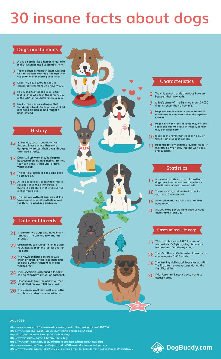_bluesclues49's tweet photo. This infographic tells us many fun facts about dogs!  #UCanimals https://t.co/NJwe5Ewjbz