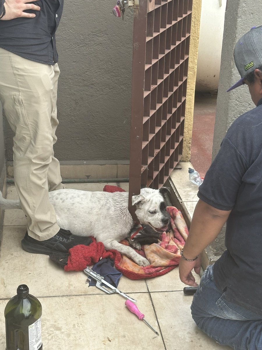 noravam's tweet photo. Infinitamente agradecida con los @Bomberos_CDMX mi panchito travieso ya esta bien https://t.co/6W1CRdF4jc