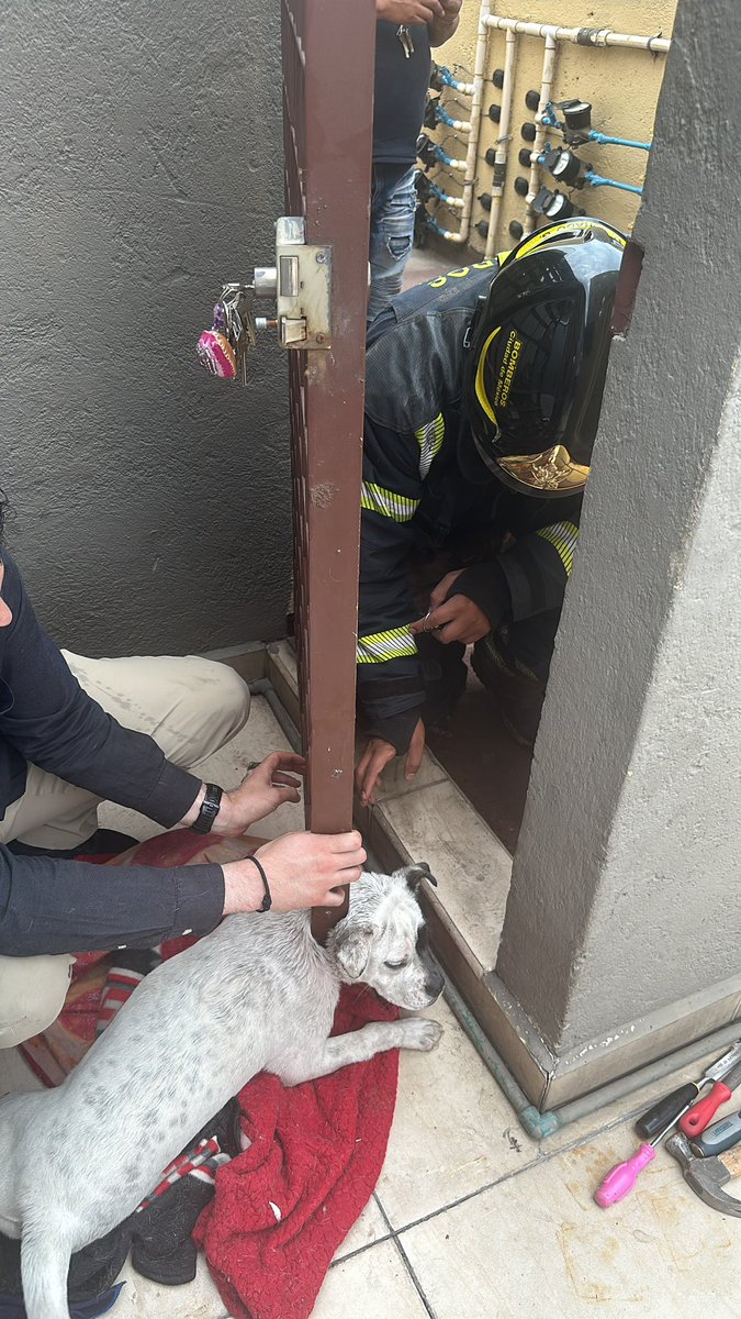 noravam's tweet photo. Infinitamente agradecida con los @Bomberos_CDMX mi panchito travieso ya esta bien https://t.co/6W1CRdF4jc