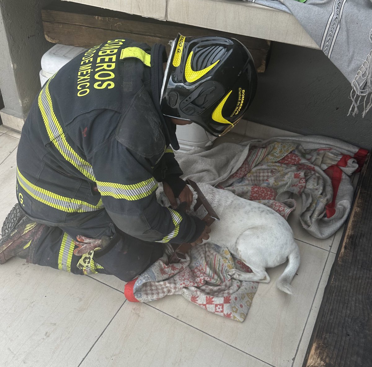 noravam's tweet photo. Infinitamente agradecida con los @Bomberos_CDMX mi panchito travieso ya esta bien https://t.co/6W1CRdF4jc