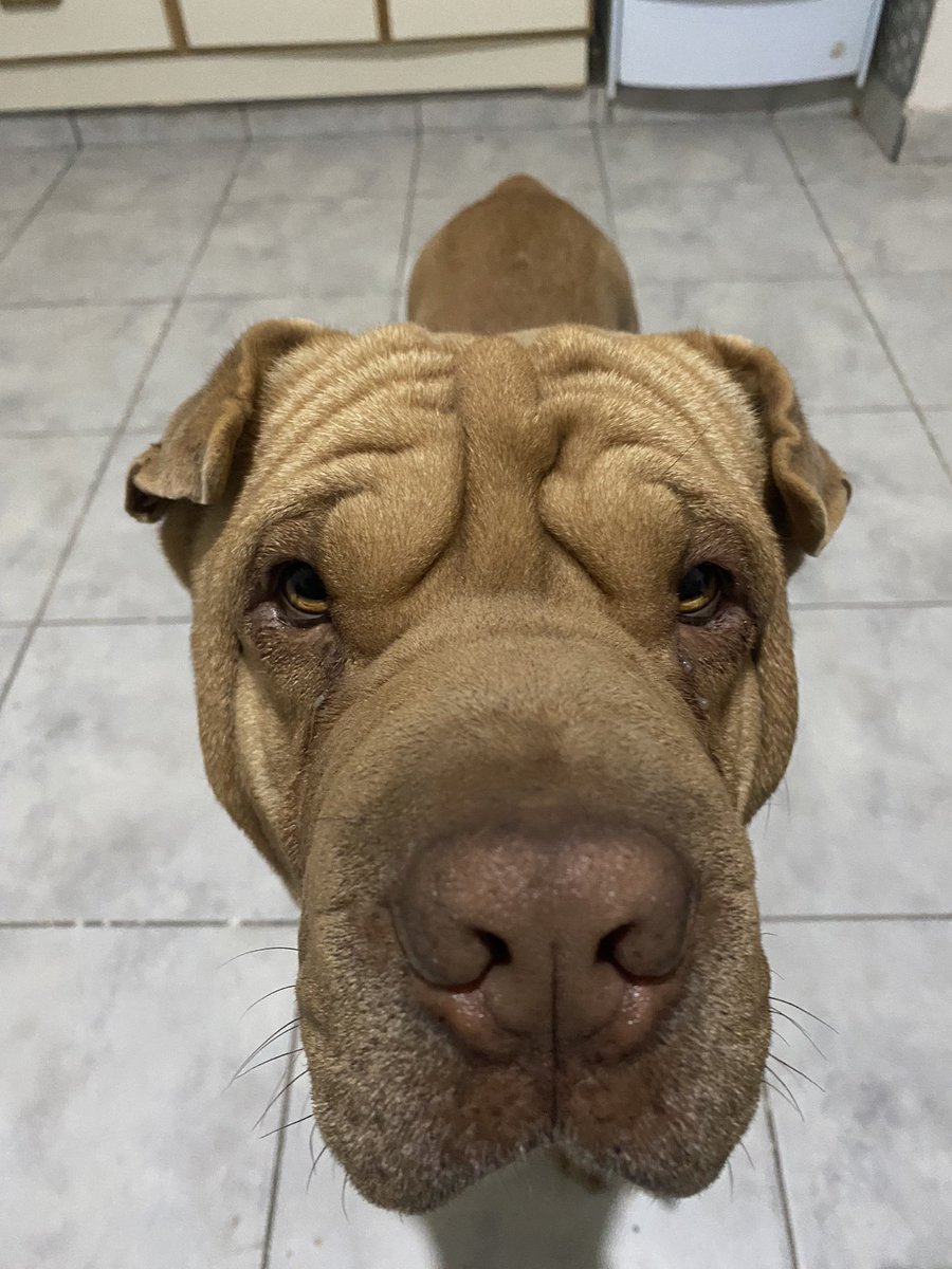 kechu12341's tweet photo. ya es la segunda vez que pasan y escucho que le dicen cabeza de trapo de piso a mi perro :( https://t.co/r7HvdUKpM3