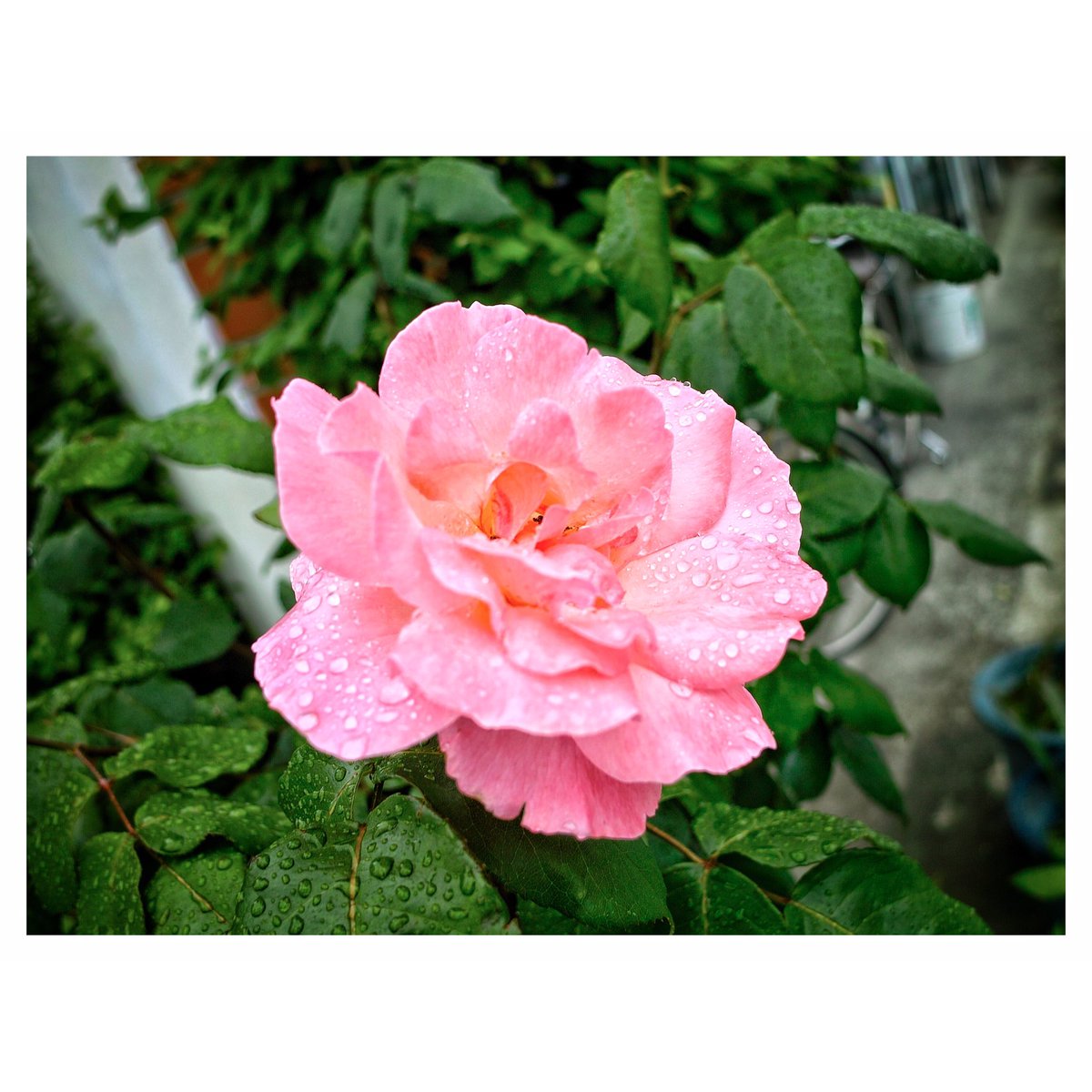 kikutaroid's tweet photo. 記録
#街歩き
#scene
#花 #flower
#植物 #plants
#路傍 #roadside
#sigma #sigmadp1s #dp1s
#compactdigitalcamera #comdigi
#14megapixels #foveon #foveonx3
#raw #x3f #spp
#retouched
#snapseedapp https://t.co/P5lCRPk01V