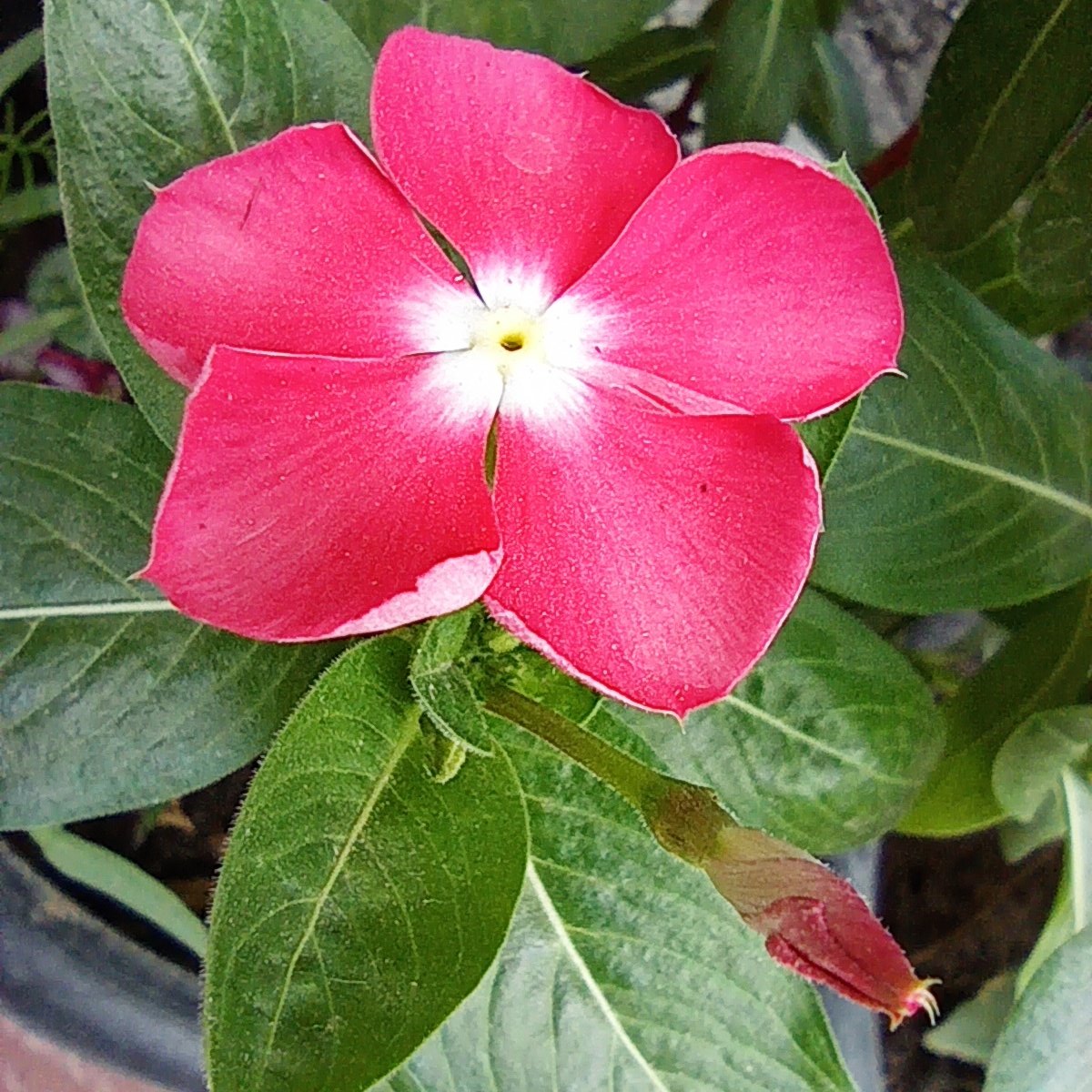 Sandeepsum's tweet photo. #goodmorning #flowers #himalaya #Uttarakhand https://t.co/WPzLNzo2EG