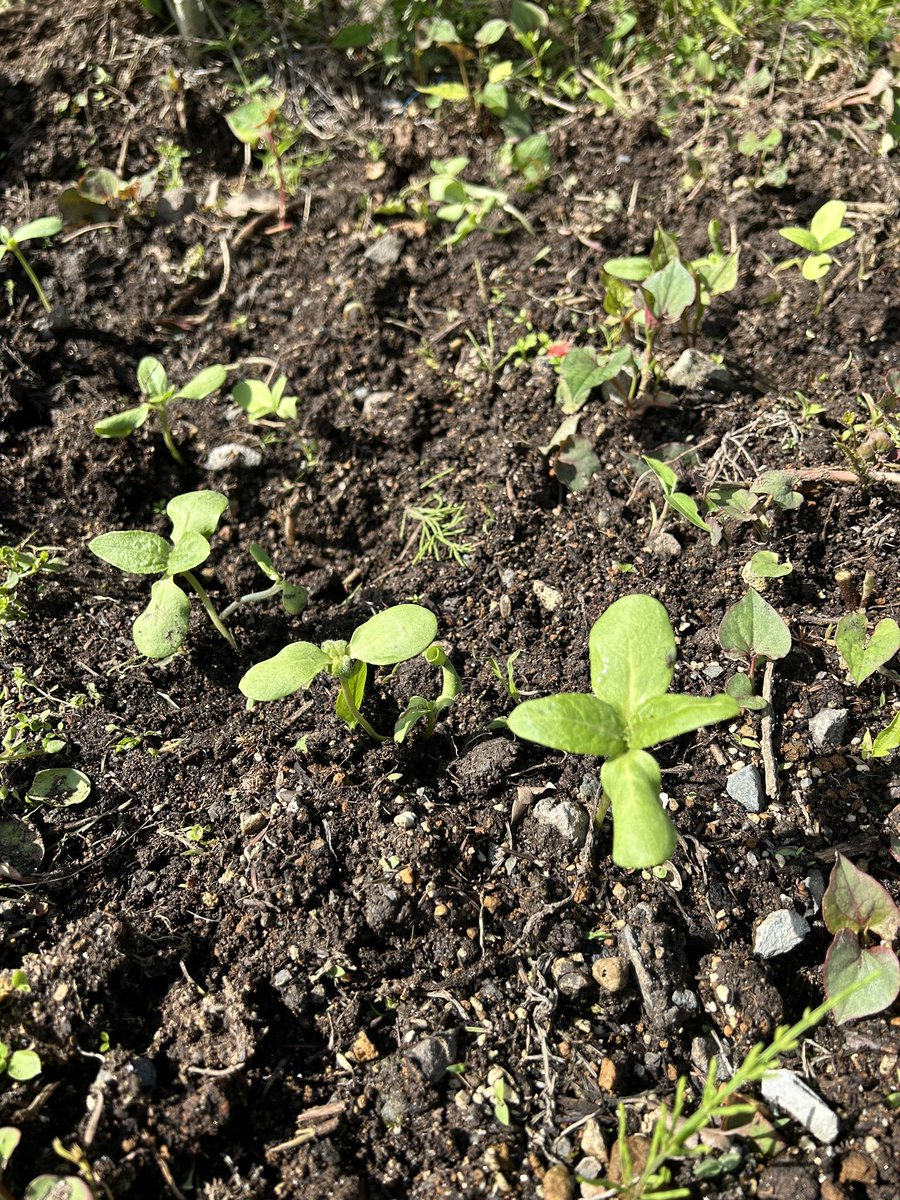 sobaryuzan's tweet photo. そば竜山です
ヒマワリの芽が出て来ました🌱
間引きして定植！今年も大きく育って♪

本日の山の上は良い天気☀️
11時よりゆったり営業いたします

#そば竜山 #手打ちそば #そば #山形グルメ #ランチ #西蔵王 #ドライブ #西蔵王高原ライン #天ぷら #春 #暖かい #青空 #ヒマワリ #育て https://t.co/f7UcCGq5TS