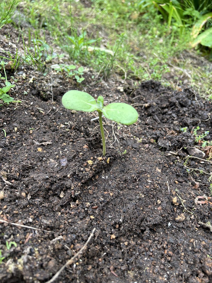 sobaryuzan's tweet photo. そば竜山です
ヒマワリの芽が出て来ました🌱
間引きして定植！今年も大きく育って♪

本日の山の上は良い天気☀️
11時よりゆったり営業いたします

#そば竜山 #手打ちそば #そば #山形グルメ #ランチ #西蔵王 #ドライブ #西蔵王高原ライン #天ぷら #春 #暖かい #青空 #ヒマワリ #育て https://t.co/f7UcCGq5TS