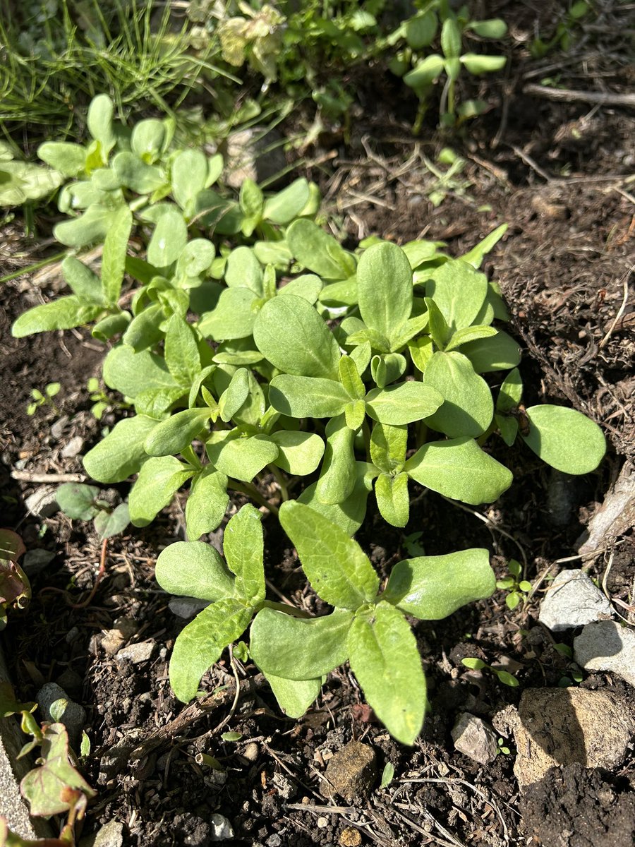 sobaryuzan's tweet photo. そば竜山です
ヒマワリの芽が出て来ました🌱
間引きして定植！今年も大きく育って♪

本日の山の上は良い天気☀️
11時よりゆったり営業いたします

#そば竜山 #手打ちそば #そば #山形グルメ #ランチ #西蔵王 #ドライブ #西蔵王高原ライン #天ぷら #春 #暖かい #青空 #ヒマワリ #育て https://t.co/f7UcCGq5TS