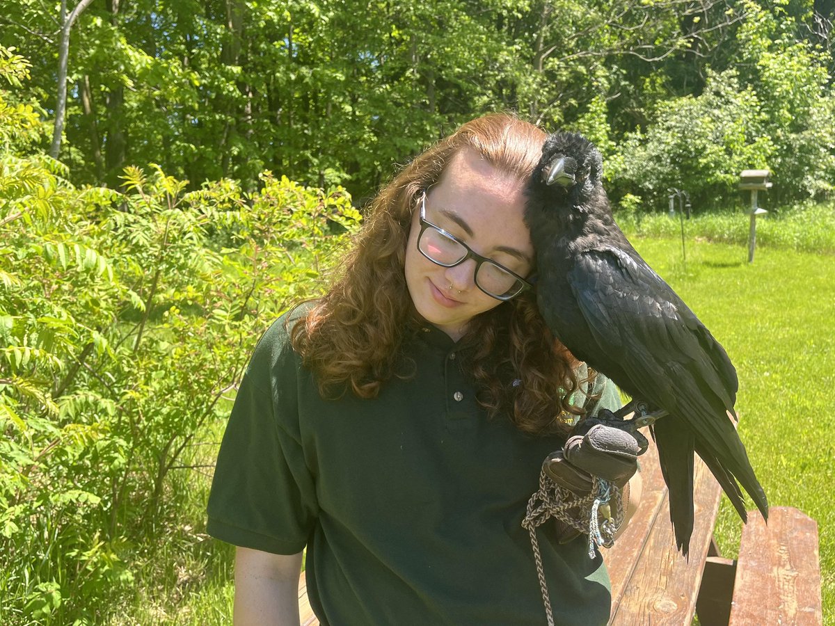 _lilycove's tweet photo. been raising a baby raven for work. if anyone was wondering how it's going for me (incredible) https://t.co/7l9e3N6RyO
