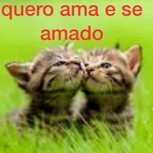 perfil dedicado a gatinhos e peitos (@odeiootaco) on Twitter photo 