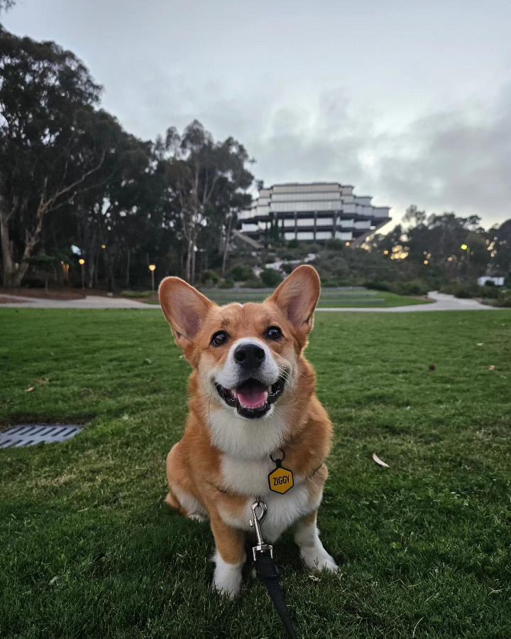 UCSDalumni's tweet photo. You say they’re short, we say they’re just more down to Earth. 🐾😌
Happy International Corgi Day! We love our small but mighty #DogsofUCSD. 🐶
PC: @lilziggythecorgi via IG https://t.co/W3WblFwGfT