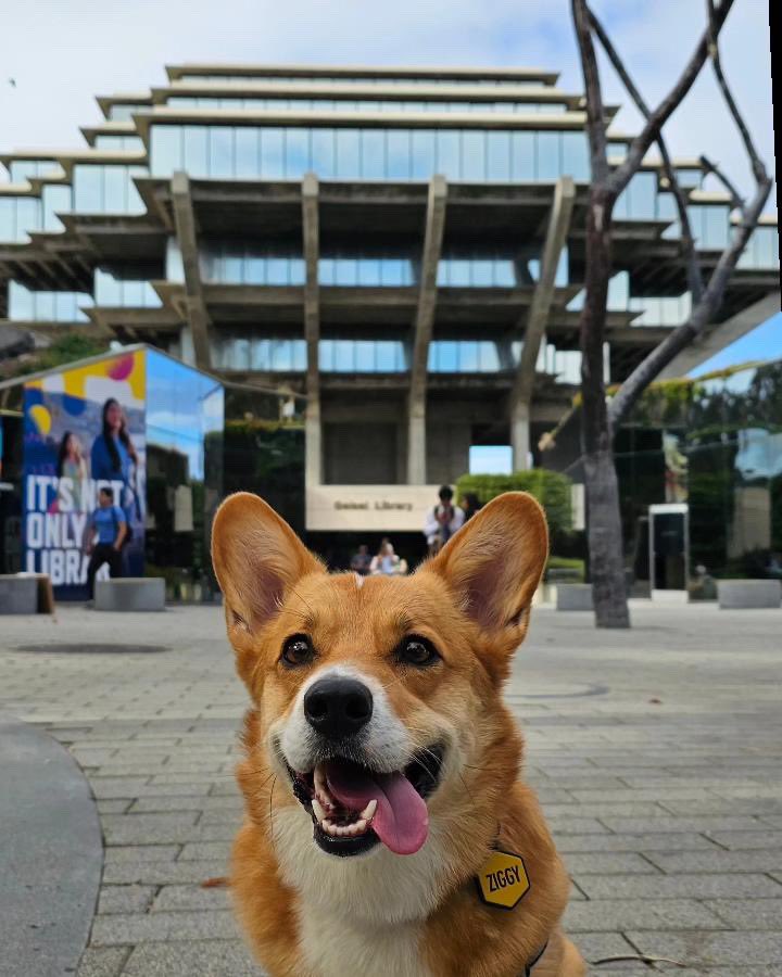 UCSDalumni's tweet photo. You say they’re short, we say they’re just more down to Earth. 🐾😌
Happy International Corgi Day! We love our small but mighty #DogsofUCSD. 🐶
PC: @lilziggythecorgi via IG https://t.co/W3WblFwGfT