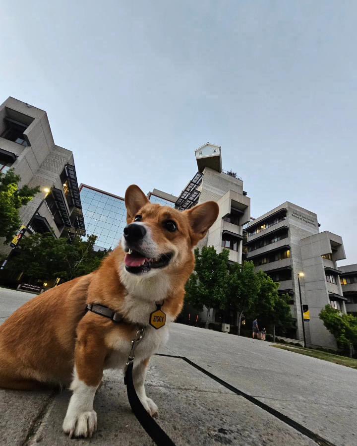 UCSDalumni's tweet photo. You say they’re short, we say they’re just more down to Earth. 🐾😌
Happy International Corgi Day! We love our small but mighty #DogsofUCSD. 🐶
PC: @lilziggythecorgi via IG https://t.co/W3WblFwGfT