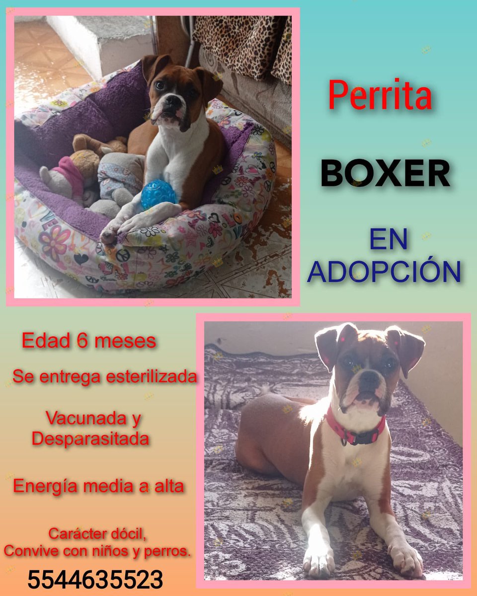 Nadie ha preguntado por ella. Es hermosa, tierna y cariñosa. Me ayudan con un RT para que encuentre un hogar? 🙏🏻🐶