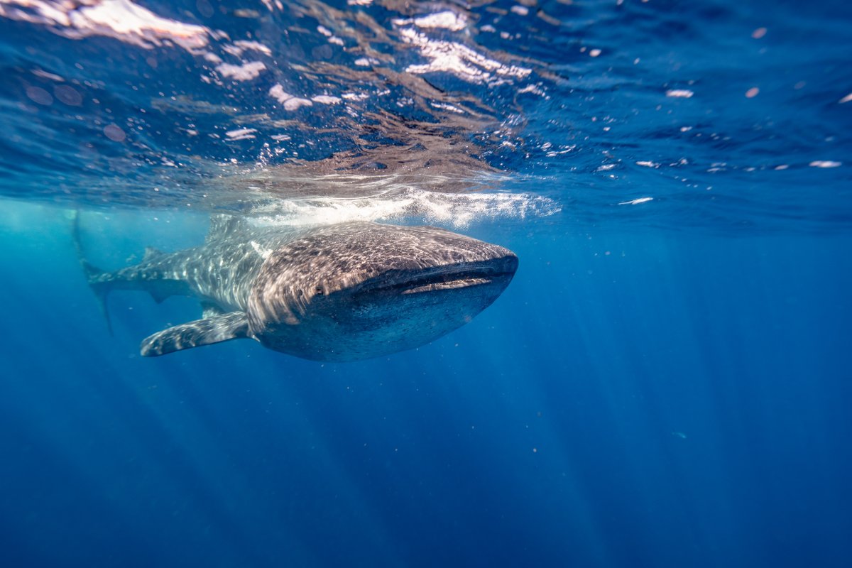 BuceoMX's tweet photo. Estamos con todo, los tiburones ballena ya están aquí ¿que esperas para reservar? aqui te dejamos la pagina o puedes enviarnos un mensaje directo: https://t.co/Fc4mygv6jt

#tiburonballena #tiburonballenamexico #tiburonballenaholbox #tiburonballena🐳 #tiburonballenacancun https://t.co/dOgThGF0GA