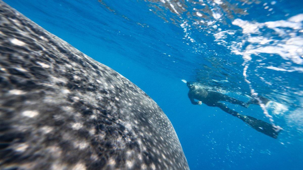 Estamos con todo, los tiburones ballena ya están aquí ¿que esperas para reservar? aqui te dejamos la pagina o puedes enviarnos un mensaje directo: buceomexico.com/nado-con-tibur…

#tiburonballena #tiburonballenamexico #tiburonballenaholbox #tiburonballena🐳 #tiburonballenacancun