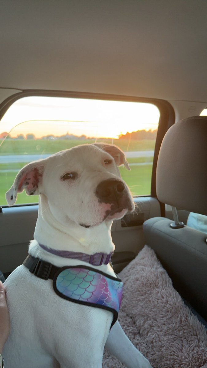 Monica_Clutter's tweet photo. Sunset chasing again🥰 she looks better in front of them 😂 https://t.co/5c0d9KkFPo