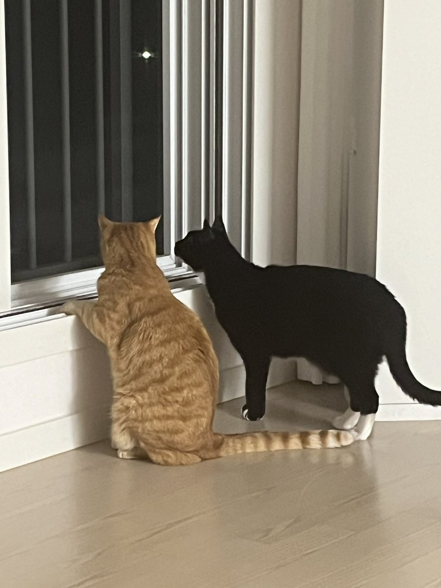 사이좋게 바깥 구경중 🫶