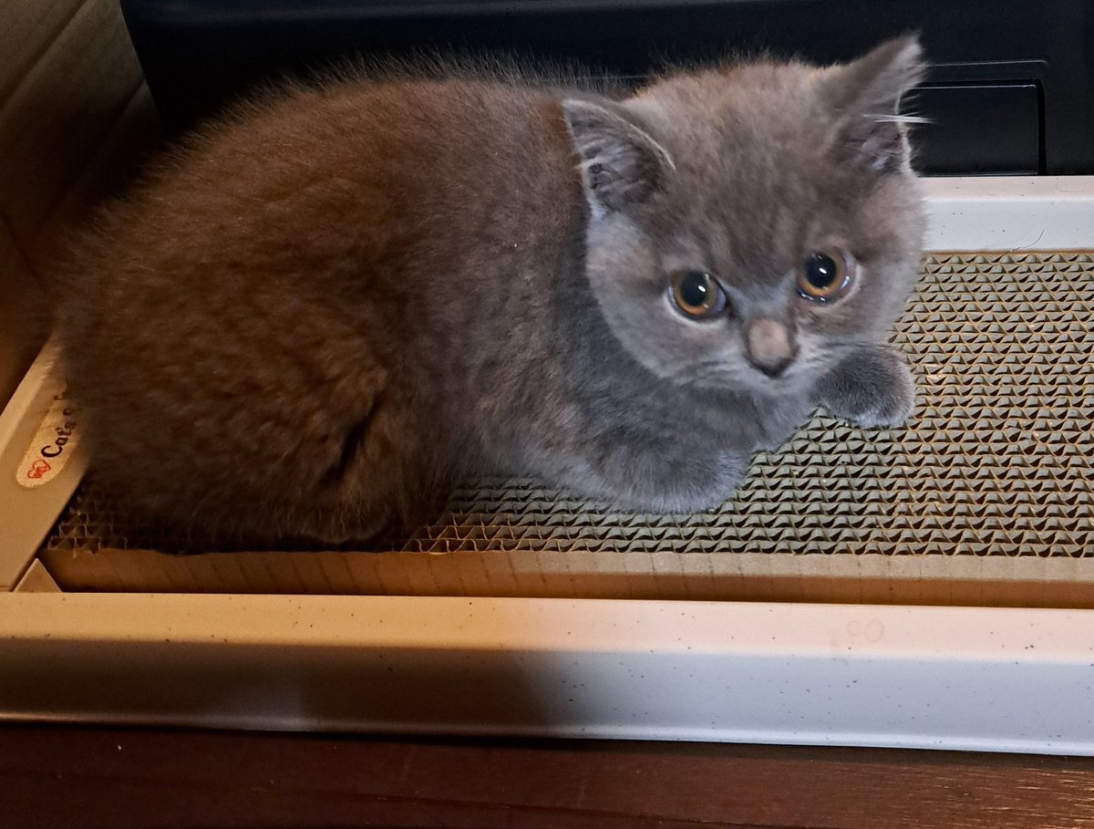 ななこ☆ tweet media