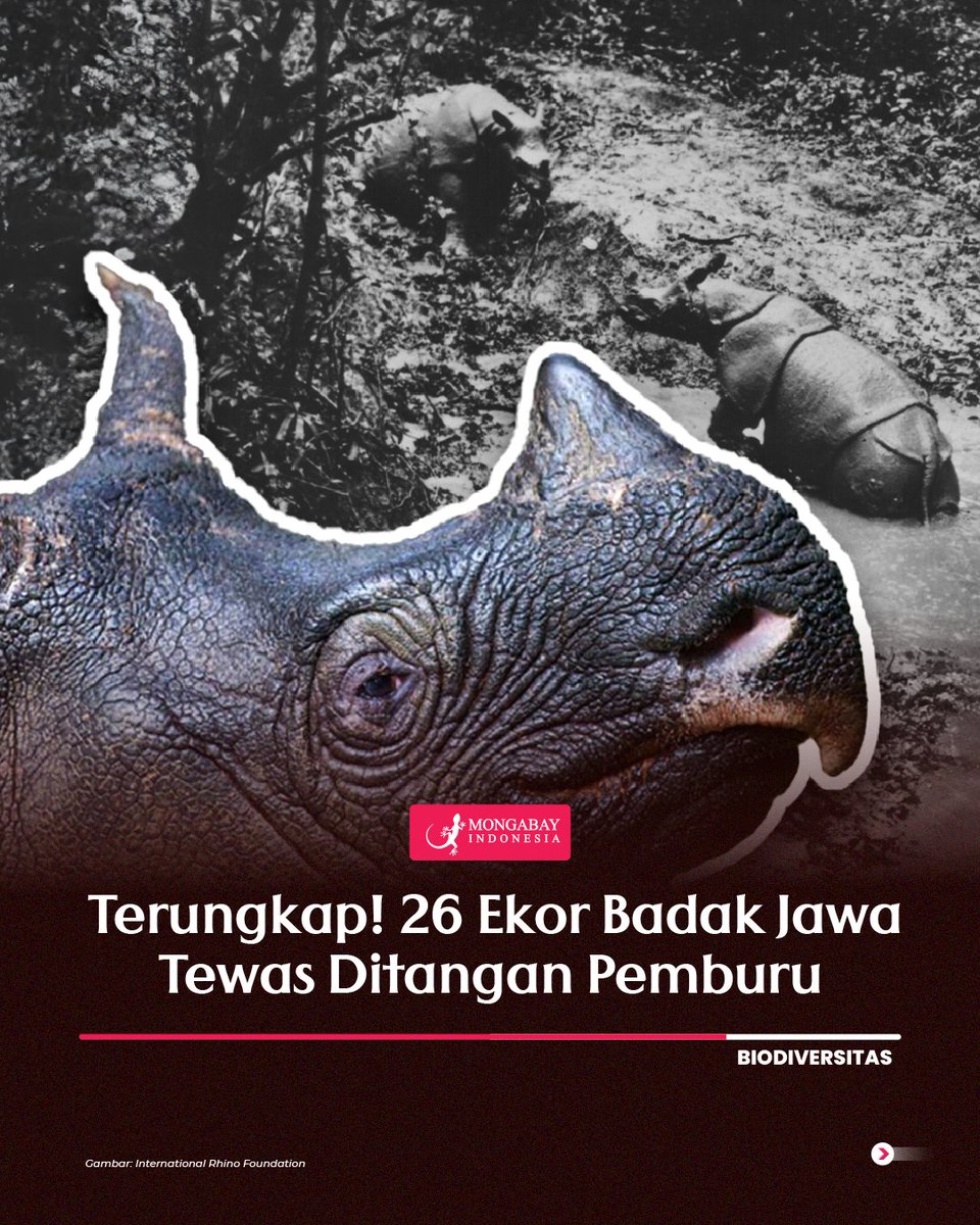 Mongabay Indonesia tweet media