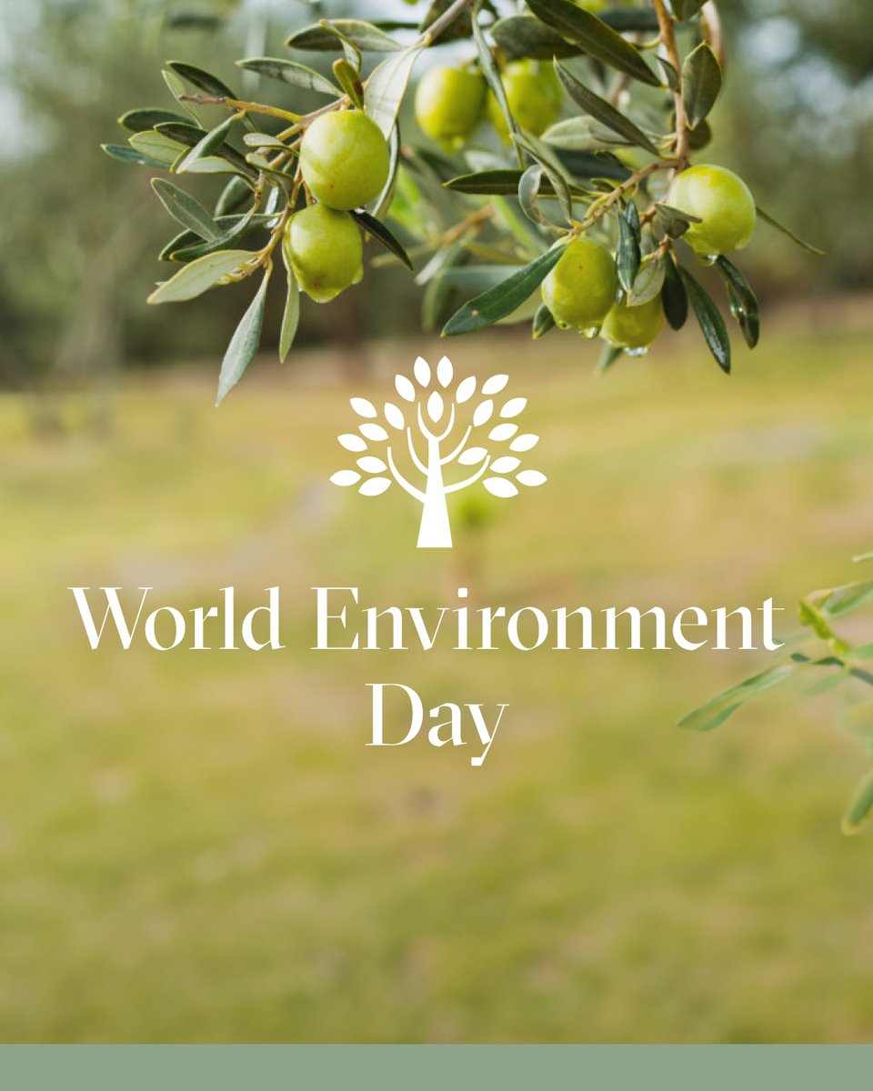 Today is World Environment Day. Besides being one of the healthiest oils to consume, EVOO is also the most sustainable when it comes to its impact on the environment.

Find out how here: bit.ly/3yFmvo5