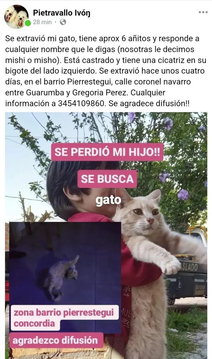 ivonwtf's tweet photo. no suelo hacer esto, pero extraño muchísimo a mi gato. Me ayudarían compartiendo. https://t.co/ncqidHwNcw