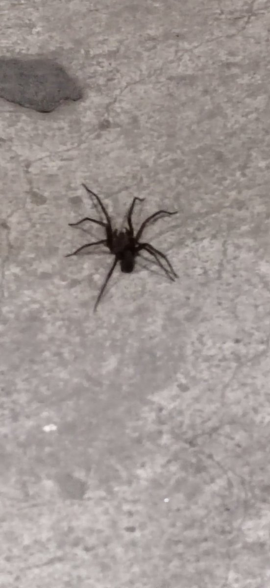 ElConcilioBreve's tweet photo. @Arachno_Cosas, saludos. ¿Es de importancia médica esta araña? Calculo que mide unos 5 centímetros pero en donde vivo, Ciudad de México, he llegado a ver de hasta 30 centímetros. Gracias por tu información. https://t.co/EN148IhIkf