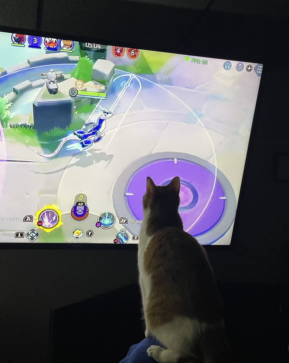 Safe to say my cat Natsu is a fan of <a href="/PokemonUnite/">Pokémon UNITE</a> as well.