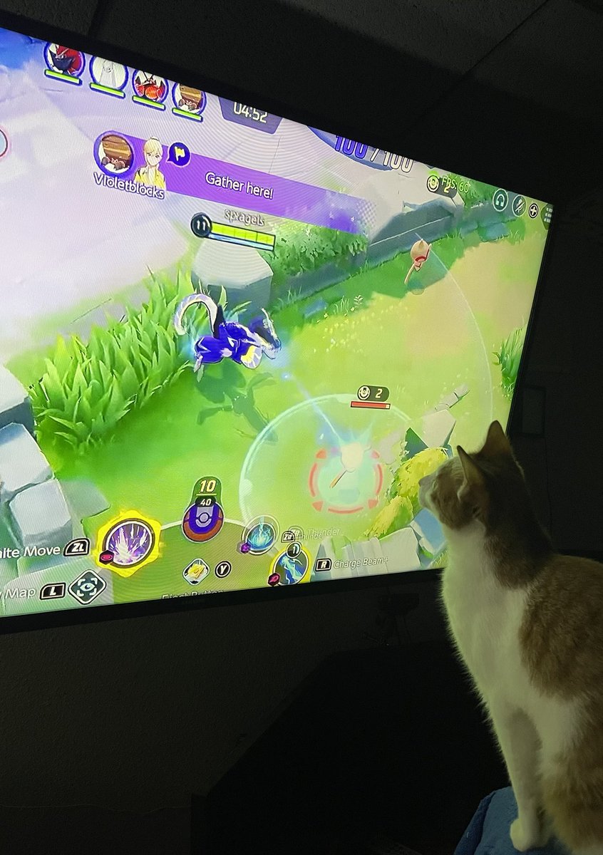 E2_Papi's tweet photo. Safe to say my cat Natsu is a fan of @PokemonUnite as well. https://t.co/jv4AJ0ou4y