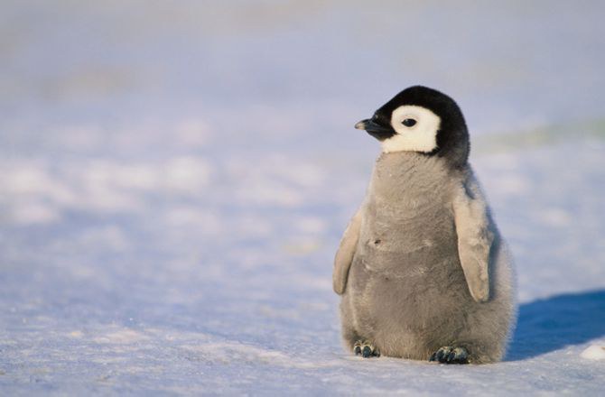 k8zar8te's tweet photo. Finally, from my peers, I learned about different issues that animals, such as penguins, face everyday. From oil spills to climate change, we are aware of the negatives they have to endure, as well as resources that can help make their lives safer and easier. #WhatIlearnedinWR60 https://t.co/WuUAaDpxZb