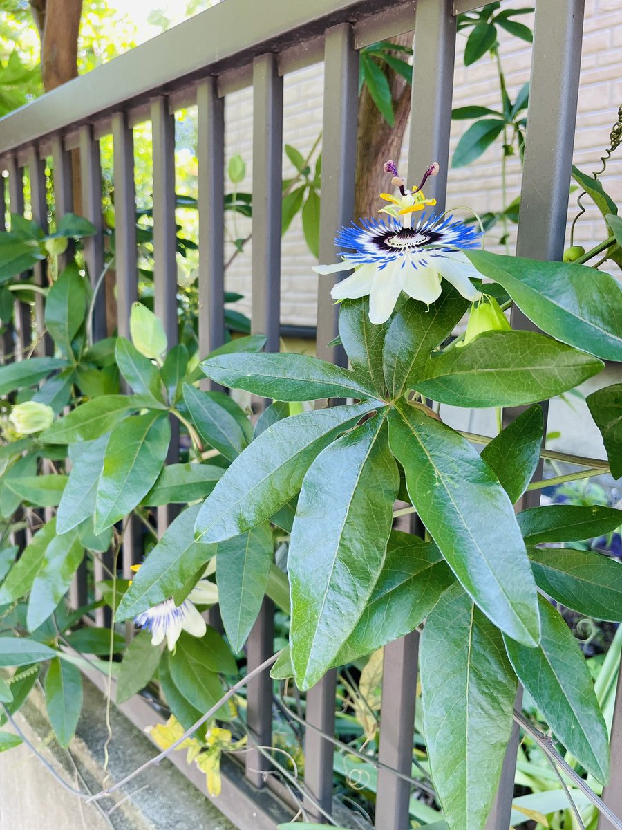 ランニング中、初めてトケイソウの実物に出会う事が出来ました☺️
このお花を『キリストの受難を象徴する形』って捉える昔の人のセンスがすごい､､､
#トケイソウ
#パッションフラワー
#Passiflora_caerulea
