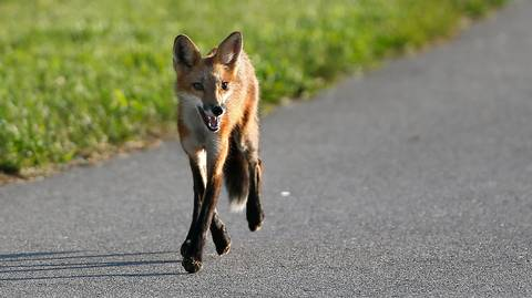 Weixinwang3's tweet photo. The corresponding solution is in a hurry including construction of wildlife-passage, utilization of animal detection systems, and the enhancement of drivers’ relative knowledge!
https://t.co/U3TQOBaNHC
#WhatIlearnedinWR60 https://t.co/u6J98jkcN1