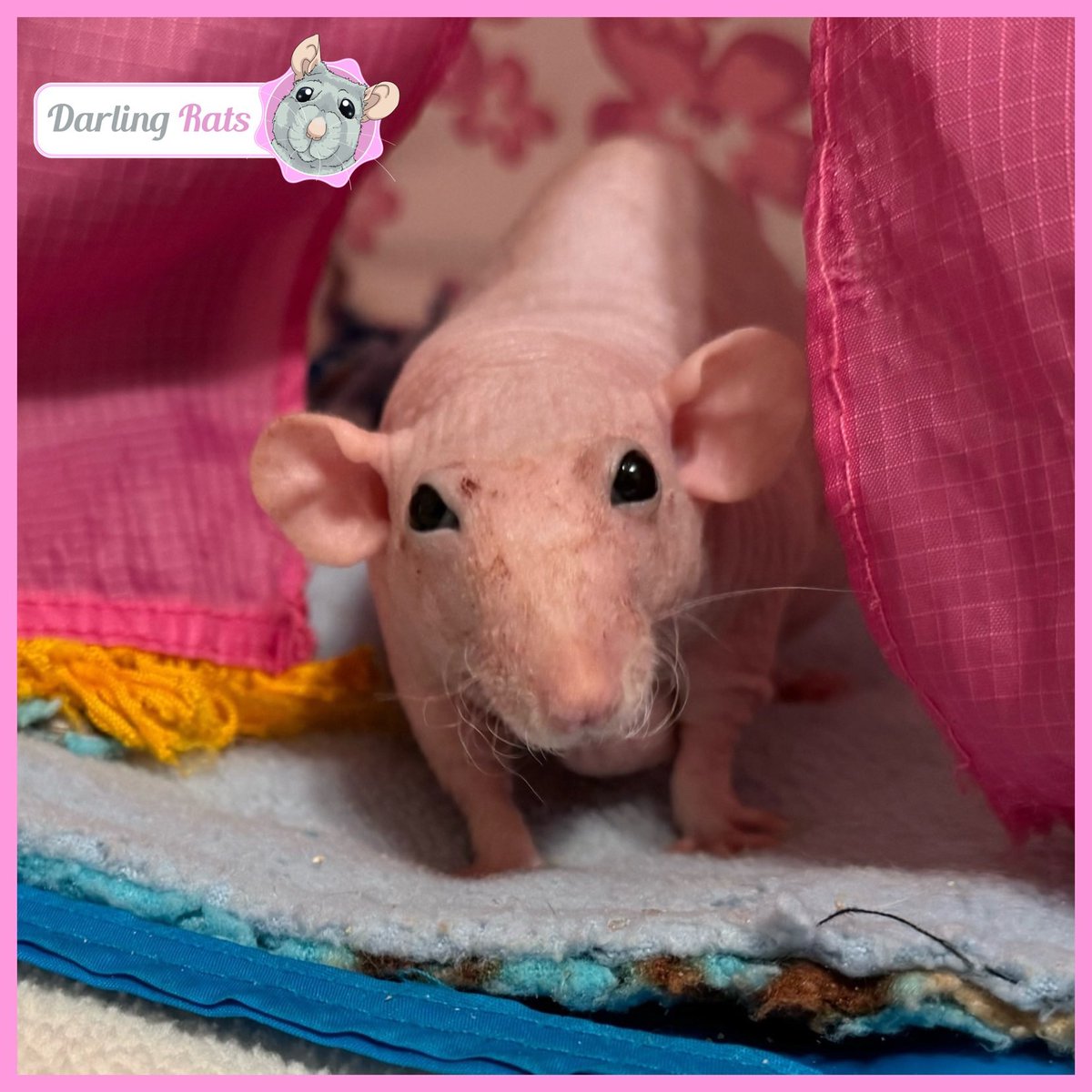 Darling Rats tweet media