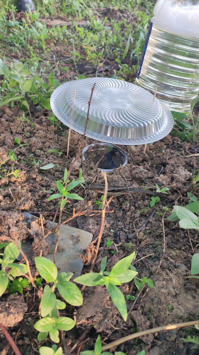 mistaaimanvevo's tweet photo. Morning thing kat site 😅😅 #pitfalltrap #yellowpantrap #arthropods #entomology https://t.co/QBOfnDkzhB