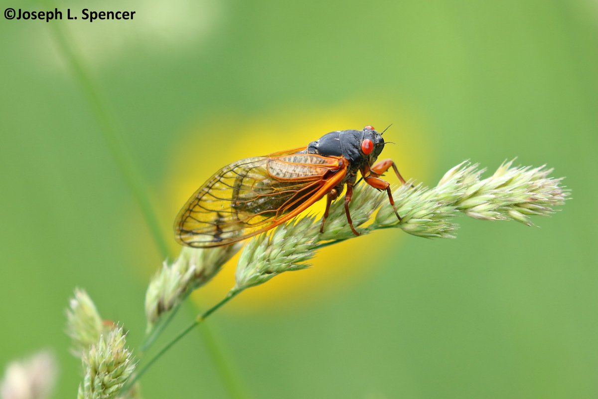 talkingrootworm's tweet photo. "Not slowing down...yet!" #BroodXIX periodical #cicadas were not slowing down at Lake of the Woods #LOTW in Mahoment, #Illinois. Something to see everywhere! https://t.co/waeJFV2bO4