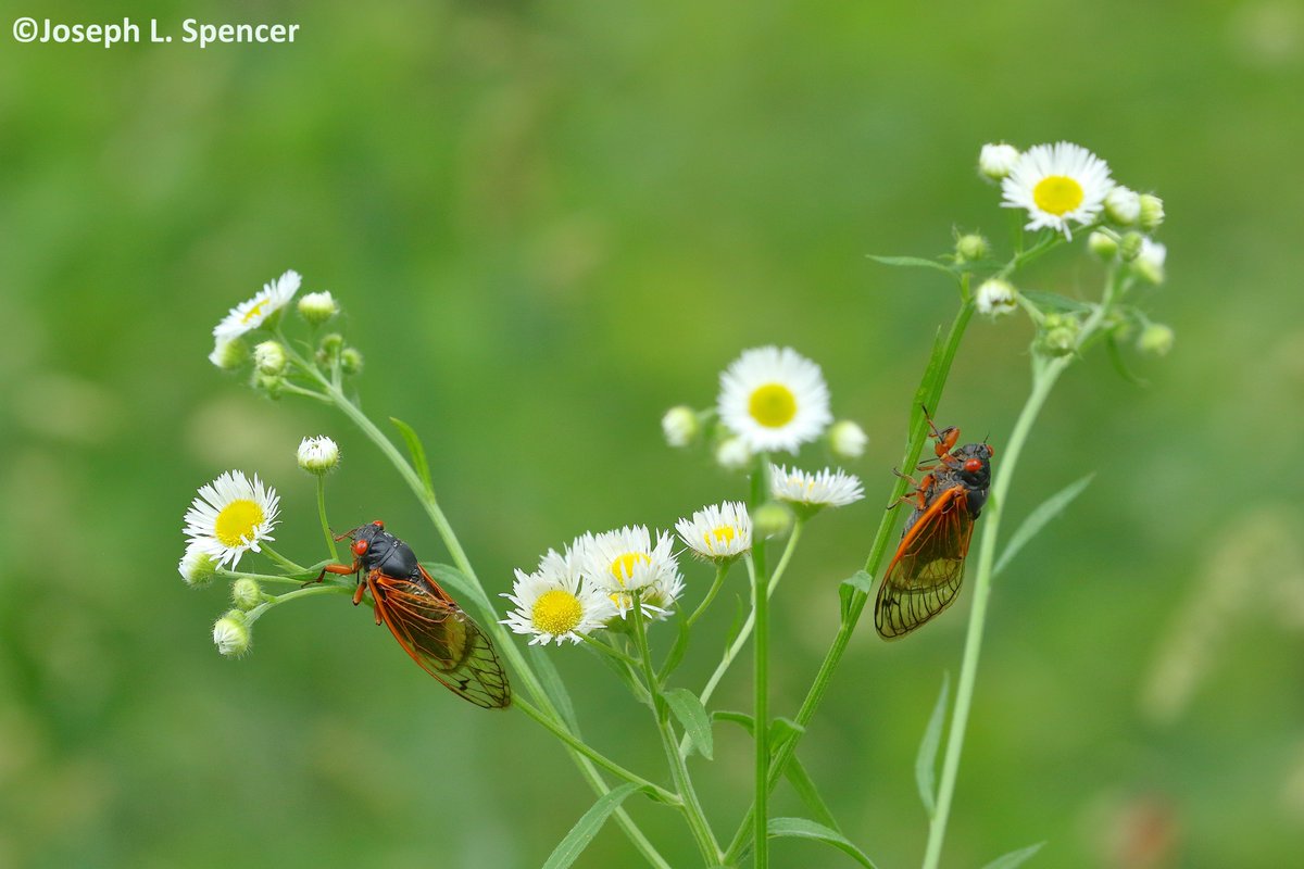 talkingrootworm's tweet photo. "Not slowing down...yet!" #BroodXIX periodical #cicadas were not slowing down at Lake of the Woods #LOTW in Mahoment, #Illinois. Something to see everywhere! https://t.co/waeJFV2bO4