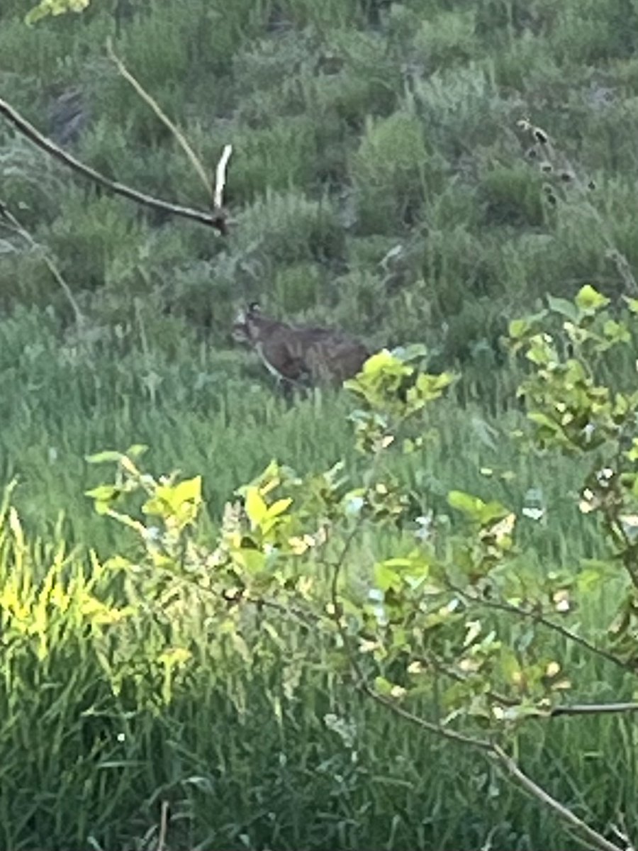 I’ve been lucky to see some really cool wildlife over the years in Colorado. 

Bears, moose, even a mountain lion. 

But never a bobcat… until tonight. 

Stumbled upon one on our nightly walk in the neighborhood, of all places. A jaw dropping few minutes, to say the least.