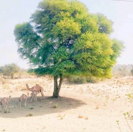 भीषण गर्मी 🔥 #थार_रेगिस्तान मे खेजड़ी की छाया...!!

#विश्व_पर्यावरण_दिवस
#WorldEnvironmentDay