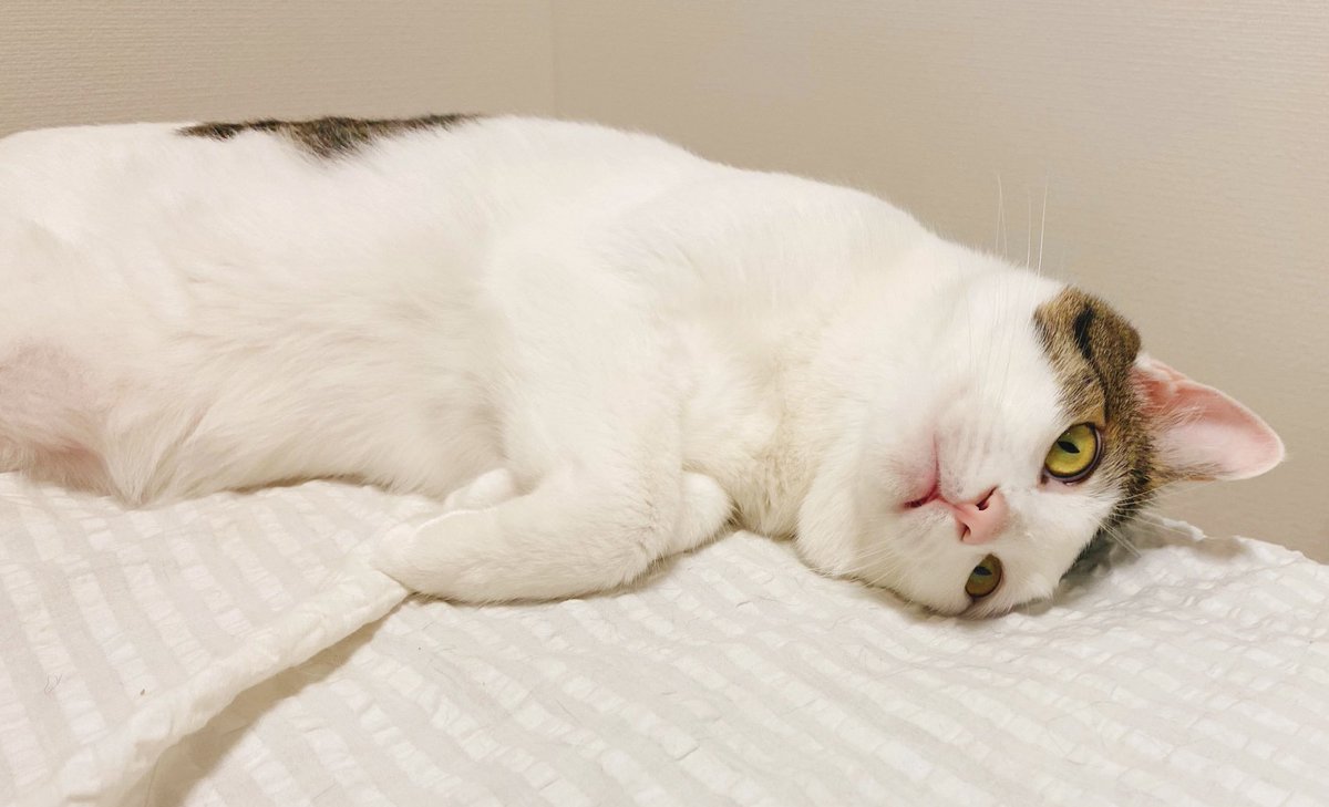 takei_cat's tweet photo. https://t.co/WgDCuHOixt