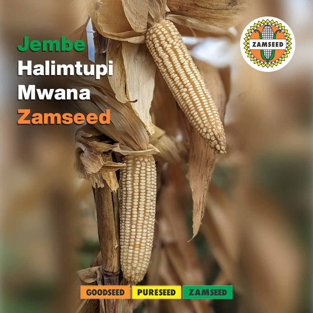 ZamseedTZ's tweet photo. Ni wakati wako wa Kuvuna zaidi na zaidi.
Mbegu za #Zamseed zinatoa Mahindi yenye Punje nzito, NYEUPE, na TAMU haswa kwa Makande, Ugali hata Kuchoma.
Mahindi Unayovuna yanafaa kwa Matumizi ya kila aina, Kuanzia Kuuza mpaka kula. https://t.co/isQ3iF38J4