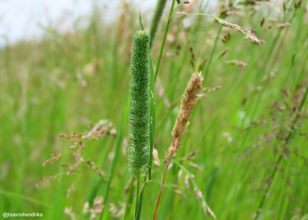 boerinhendrika's tweet photo. Gras is groen, maar niet alle gras is ook #raaigras😅Dit is #timotee /6 https://t.co/qiEo6tbuIQ