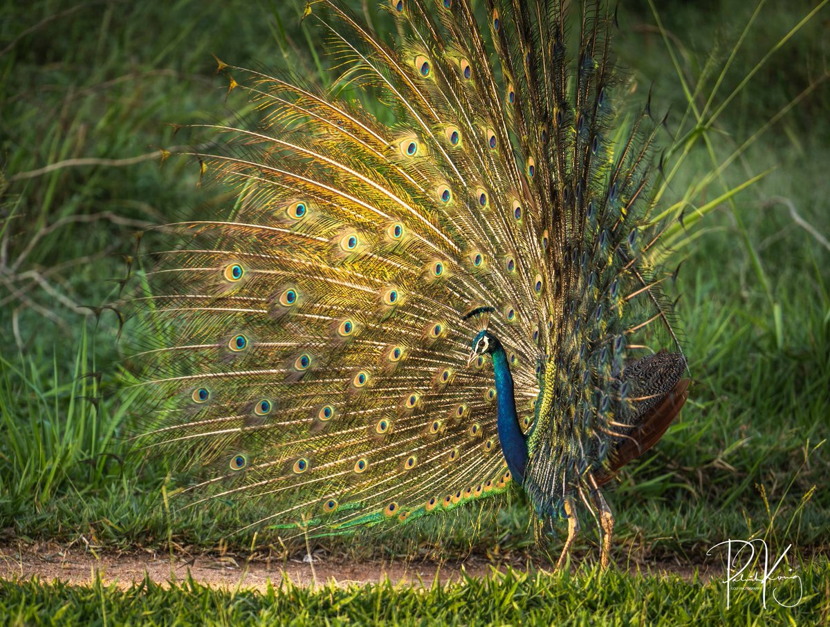 Troon International tweet media