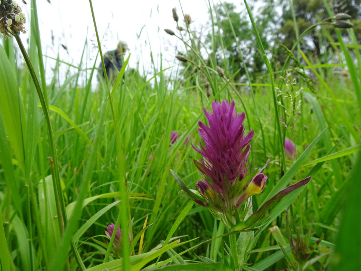 Stunning.  Field Cow-wheat on Isle of Wight. <a href="/duncan_dine/">Duncan Dine</a> botanising in the background